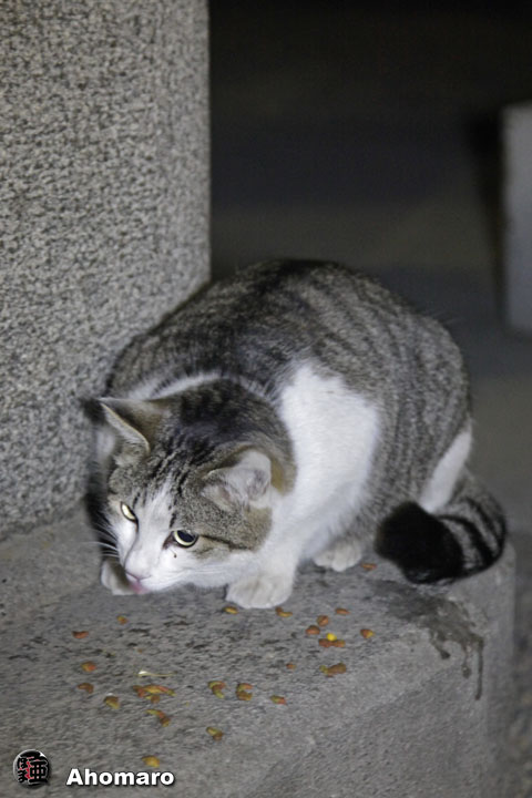 写真00