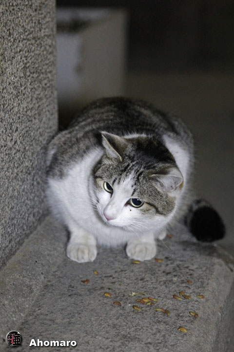 写真00