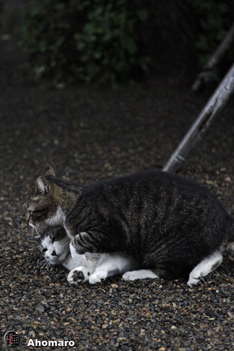 写真00
