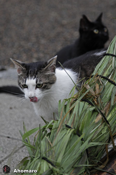 写真00