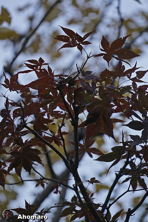 写真00