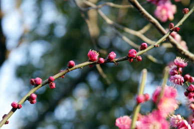 写真12