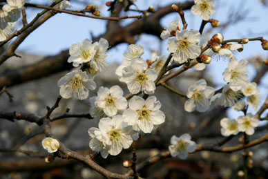 写真12