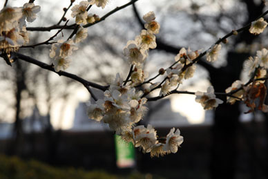 写真10
