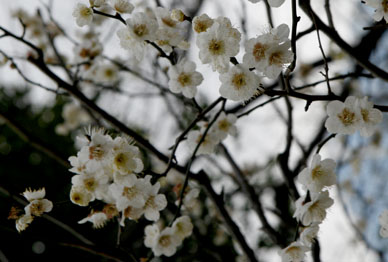 写真12