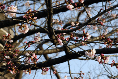 写真12