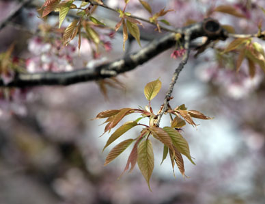 写真12
