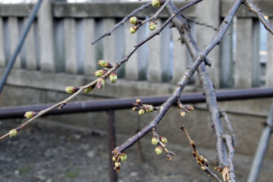 写真9
