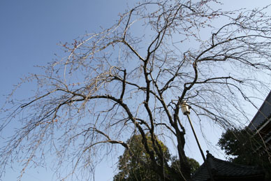 写真12