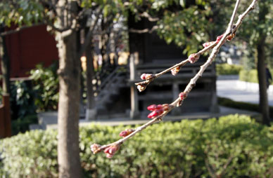 写真12