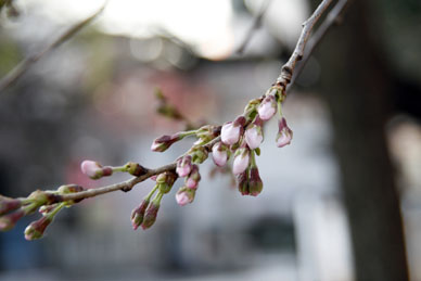 写真12