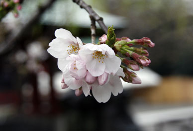 写真12