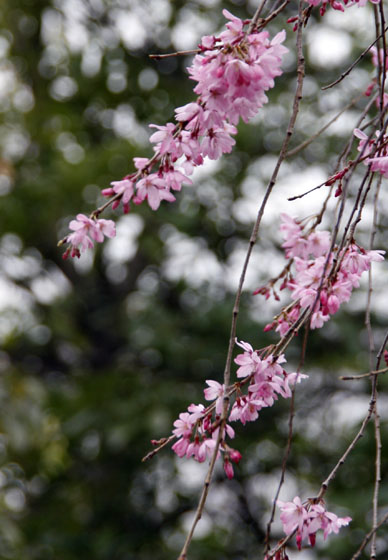 写真12