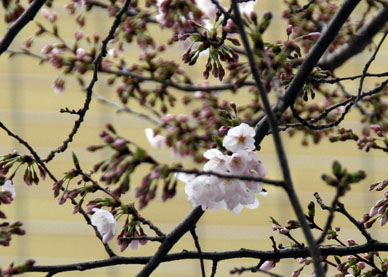 写真12