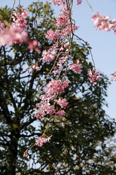写真12