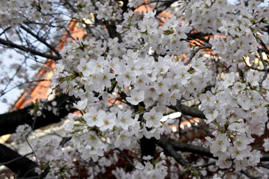 写真9
