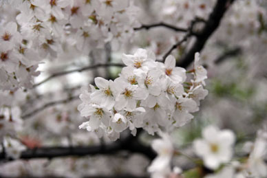 写真12
