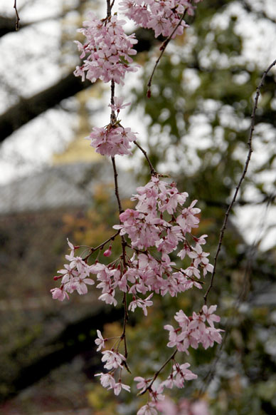 写真12
