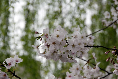 写真12