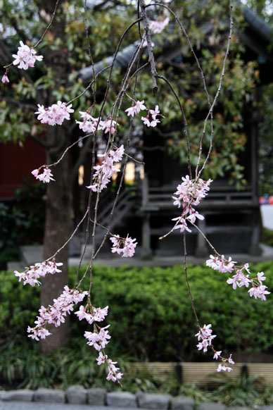 写真12