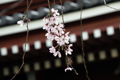 写真12