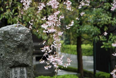 写真12