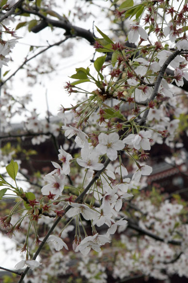 写真12