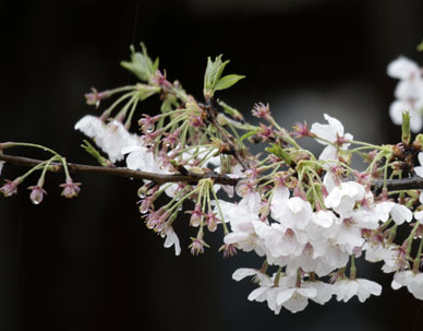 写真12
