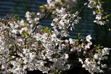 写真12