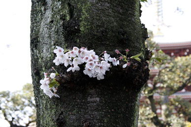 写真12