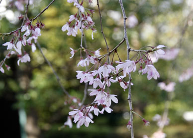 写真12