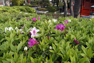 写真12