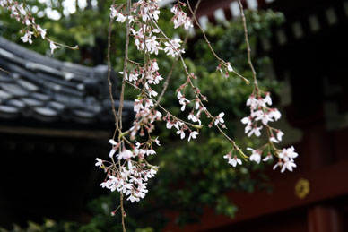 写真12