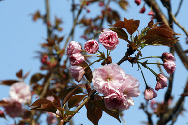 写真12