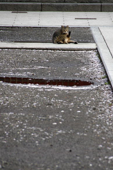 写真12
