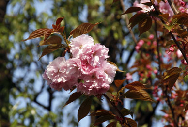 写真12