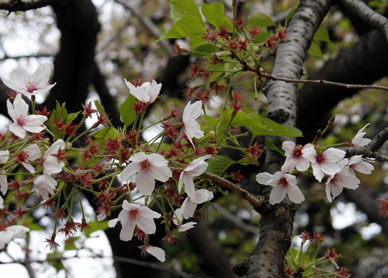 写真12