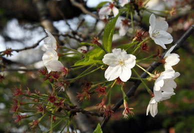 写真12