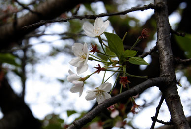 写真9