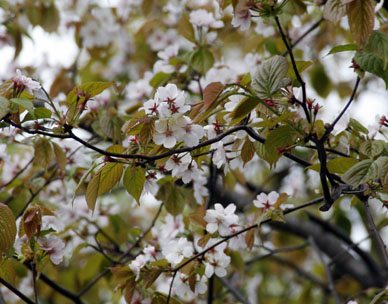 写真12