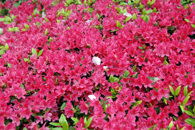 写真12