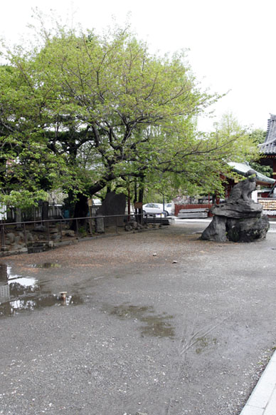 写真12