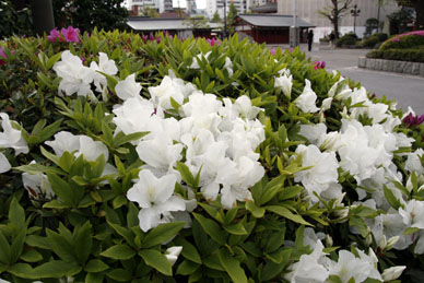 写真12