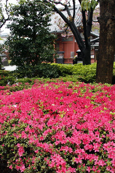 写真12