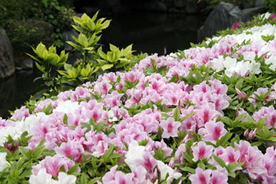写真12