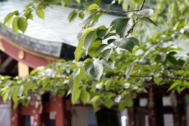 写真12