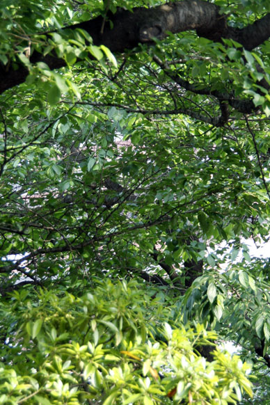 写真12