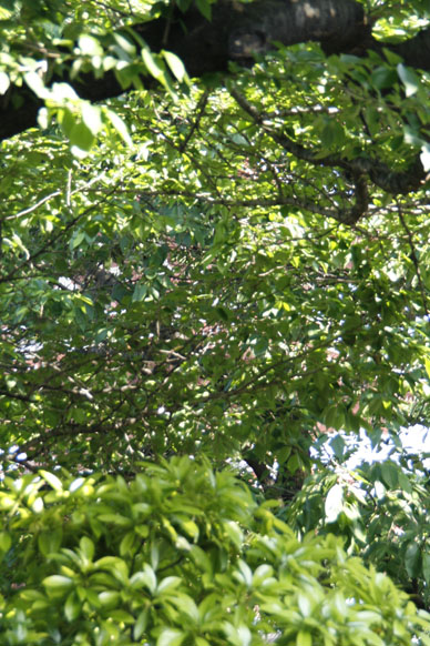 写真12