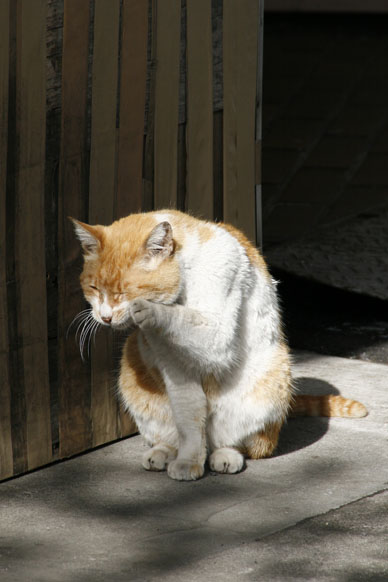写真10
