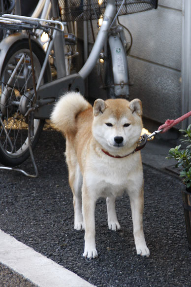 ʐ^10